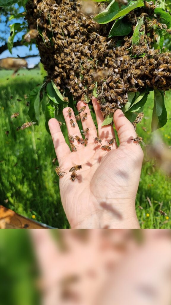 Bienenschwarm in Niederbayern - Edenland im Landkreis Landshut