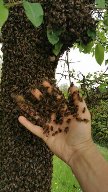 Bienenschwarm in Niederbayern, Edenland im Landkreis Landshut