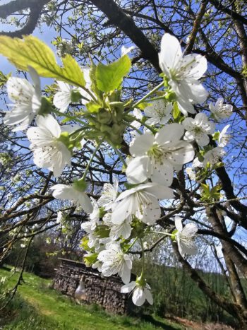 Kirschblüte in Niederbayern - Edenland im Landkreis Landshut